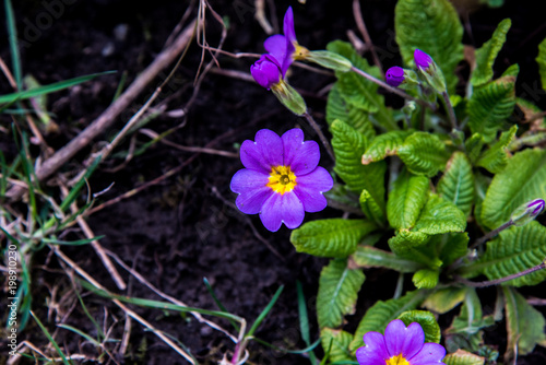 Frühling im Garten