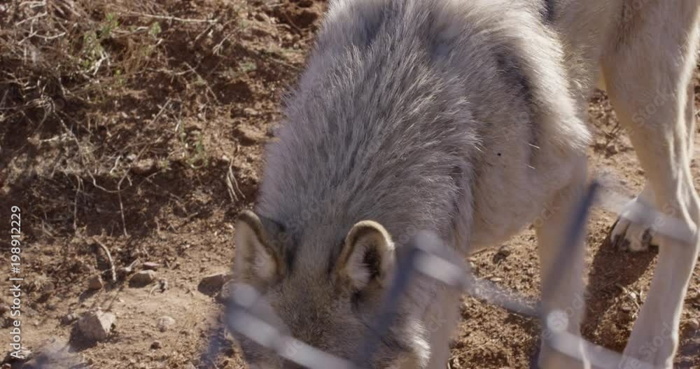 Arctic wolf in summer walks behind fence Arctic wolf in summer walks behind fence