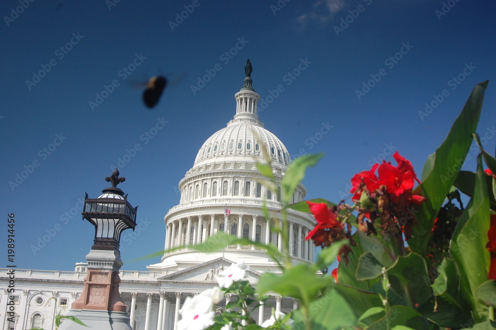 Bee over the Capitol Building Bee over the Capitol Building