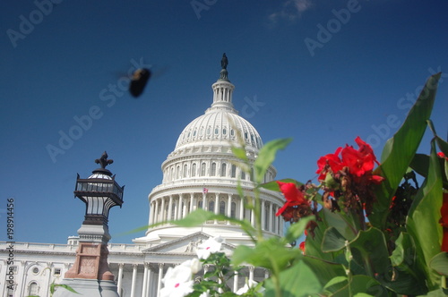 Bee over the Capitol Building
