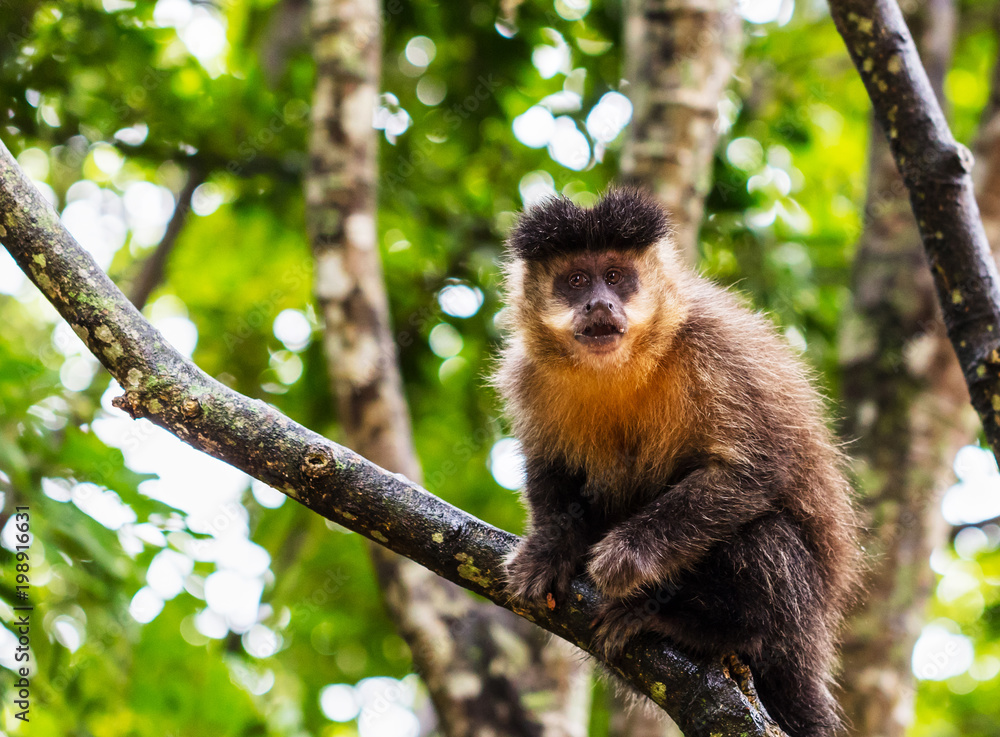 Obraz premium Macaco-prego na floresta