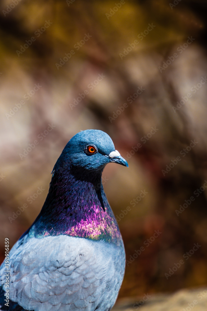 Rock Dove - Rock Pigeon
