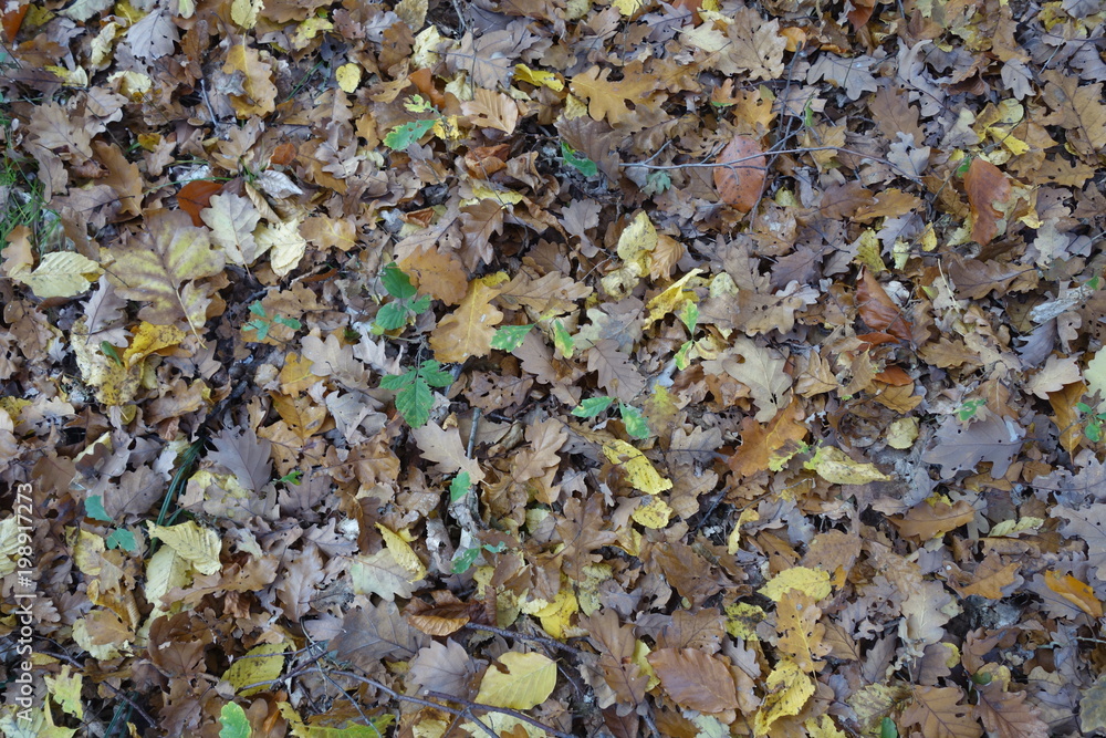 fallen yellow leaves on the ground fallen yellow leaves on the ground