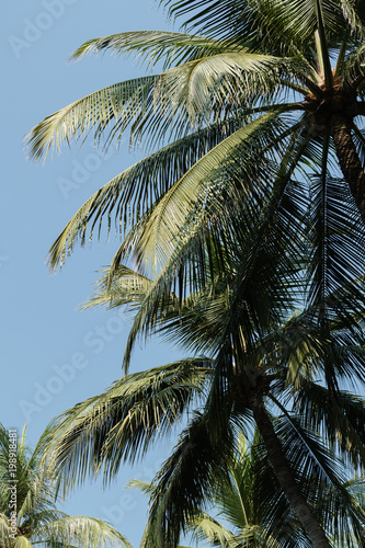 Coconut palm trees at hua hin beach thailand