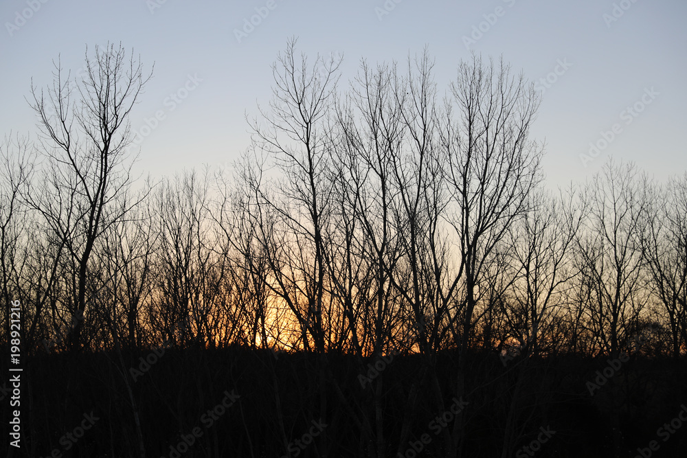 Obraz premium Trees covering the sunset during the autumn