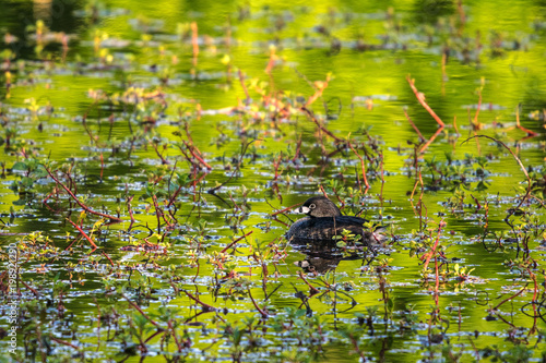 Pied-billed grebe in some very reflective green water!