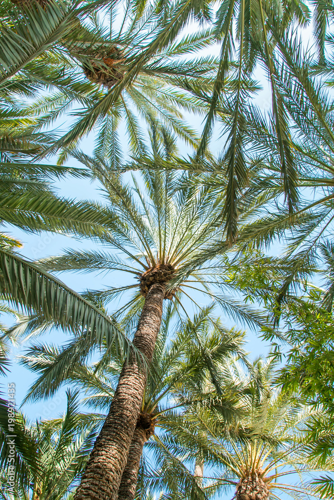 Fototapeta premium View from below on the palm forest, shines through the blue sky. Holiday sunny day in Spain.