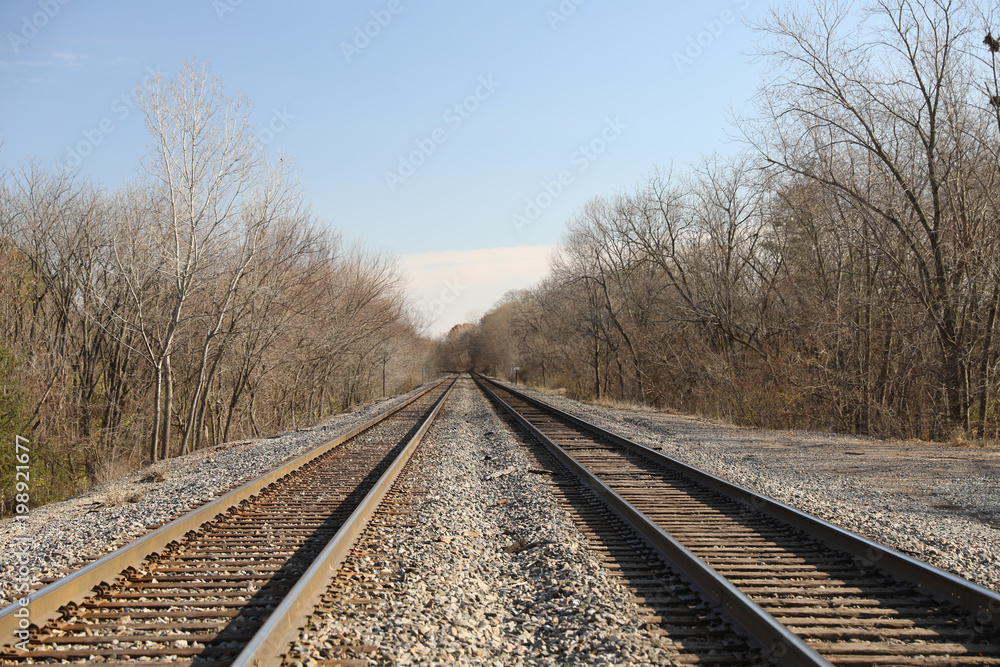 Railroad tracks amidst bare tree