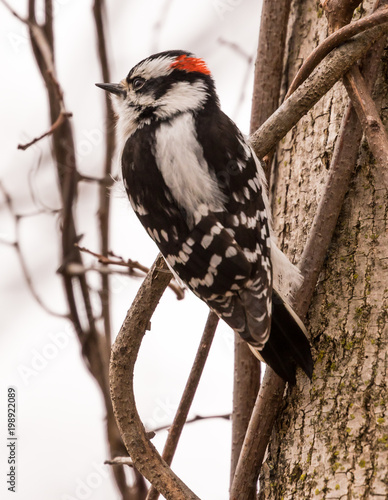 Downy Woodpecker - Male
