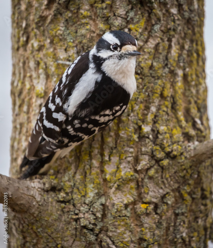 Downy Woodpecker - Female