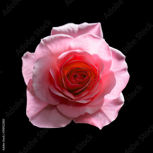 Beautiful Rose Flower Isolated on Black Background