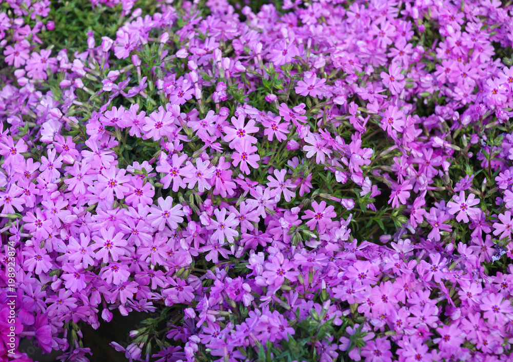 pink flower blooming in spring season