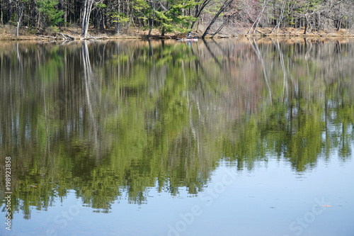spring forest reflecting in tranquil lake water surface