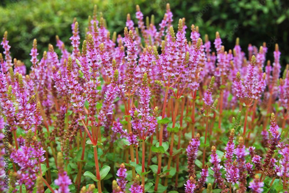 Naklejka premium Spring wild flowers on green meadow