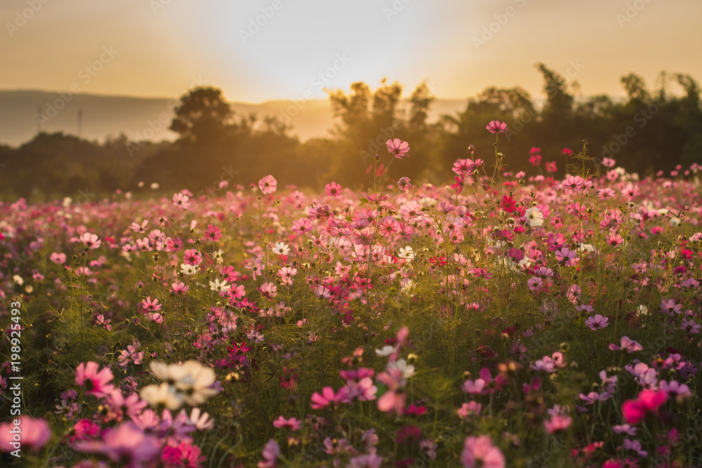 cosmos fields with sunset 
