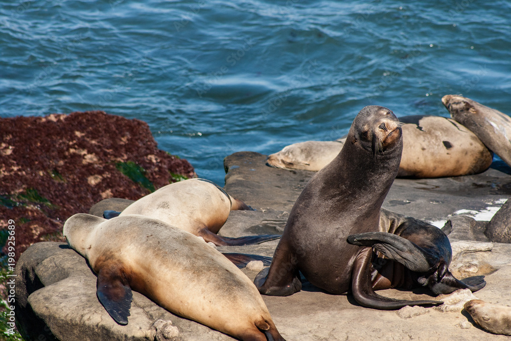 Fototapeta premium Sea Lions