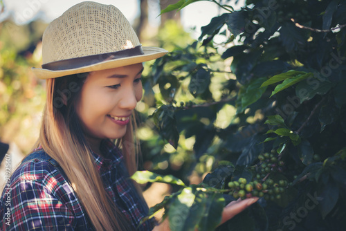 Beautiful woman is harvesting coffee berries in coffee farm.