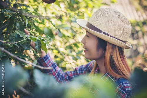 Beautiful woman is harvesting coffee berries in coffee farm. © Johnstocker