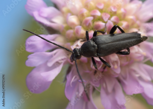 Longhorn beetle, Leptura pubescens on field scabious © Henrik Larsson
