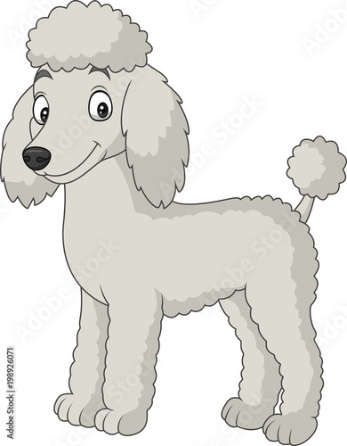 Cartoon poodle dog isolated on white background