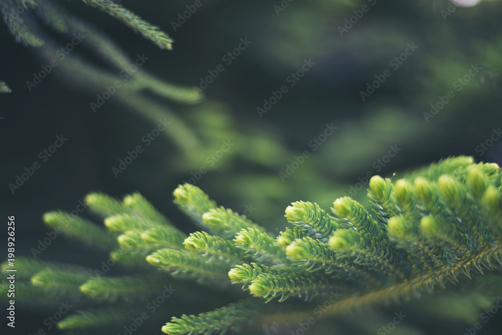 Fototapeta premium Green leaf