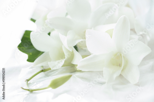 Fototapeta Naklejka Na Ścianę i Meble -  White orchid on white fabric background