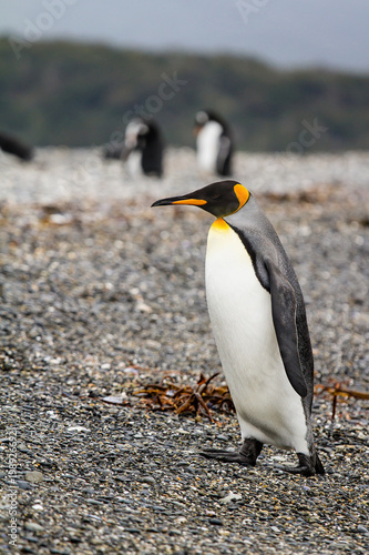 king penguin  Aptenodytes patagonicus  walking on rocky gravel beach in Isla Martillo  Ushuaia  Patagonia