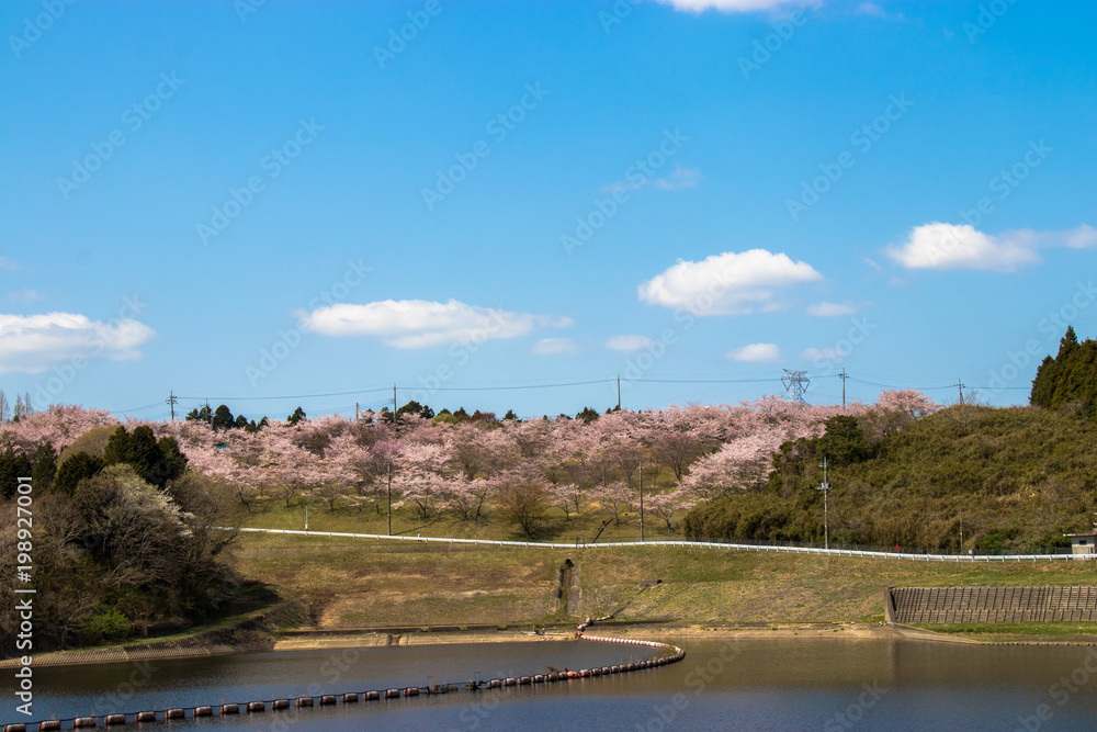 Obraz premium Cherry blossom of Nagara dam in Chiba prefecture
