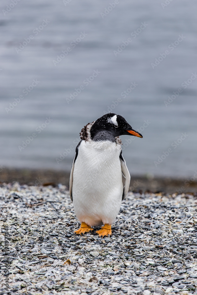 Naklejka premium Gentoo penguins,Pygoscelis papua, looking to the side with flippers closed, . on rocky gravel beach in Isla Martillo, Ushuaia, Patagonia