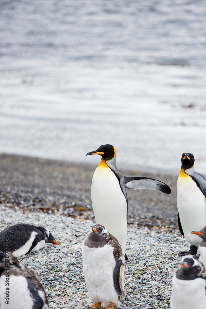 Obraz premium Pair of king penguin, Aptenodytes patagonicus, walking on rocky gravel beach in Isla Martillo, Ushuaia, Patagonia