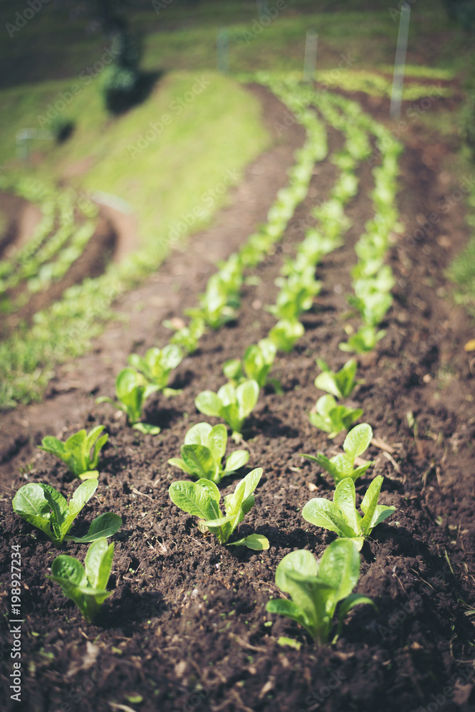 young sprout of green plant in soil young sprout of green plant in soil