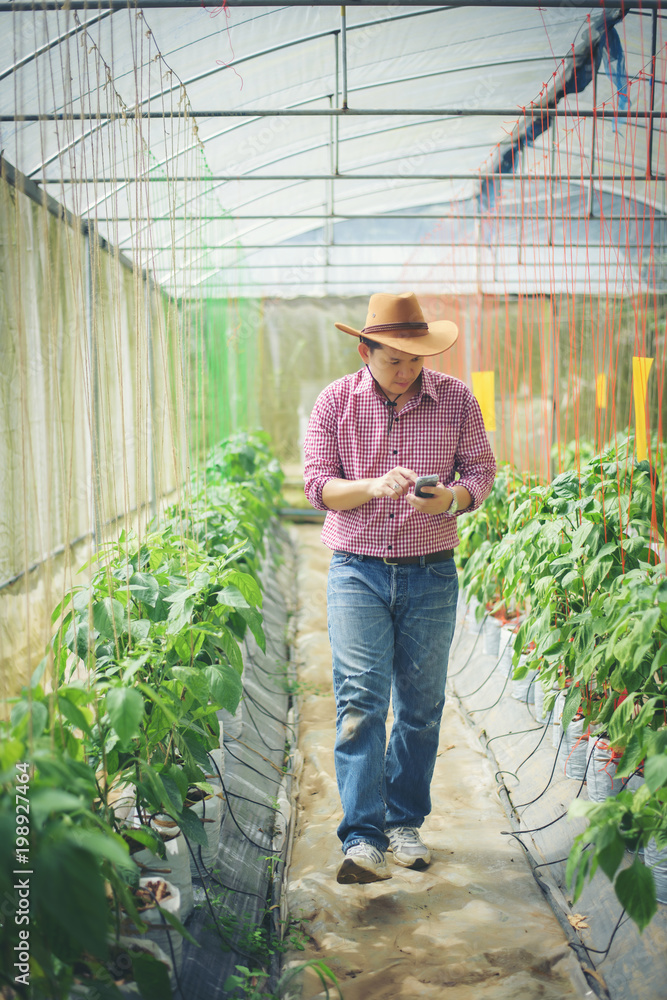 Obraz premium Farmer man in chilli pepper greenhouse
