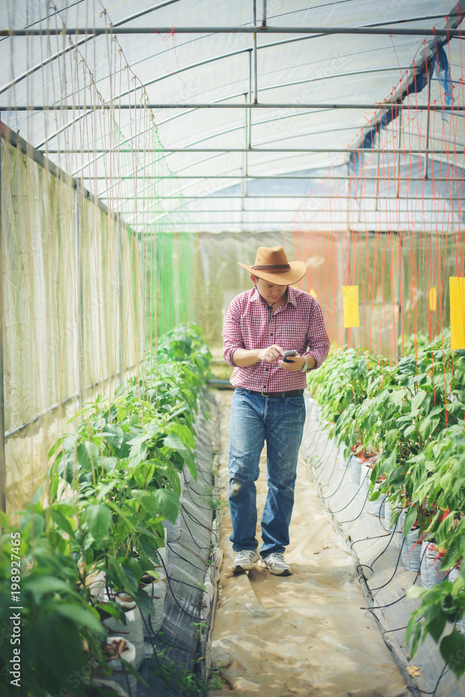 Farmer man in chilli pepper greenhouse Farmer man in chilli pepper greenhouse