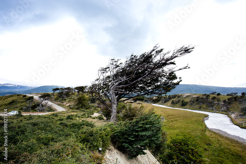 flag tree in Tierra Del Fuego, bent by the strong wind,  Patagonia, Argentina photo