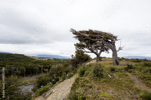 flag tree in Tierra Del Fuego, bent by the strong wind,  Patagonia, Argentina photo