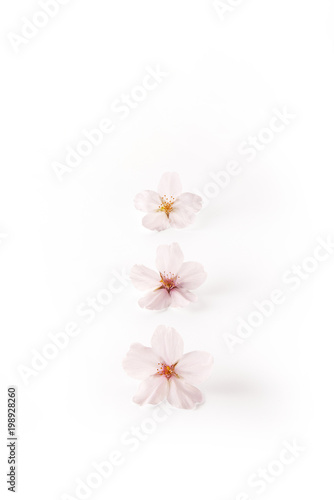 桜の花　ソメイヨシノ（バック飛ばし、影イキ）