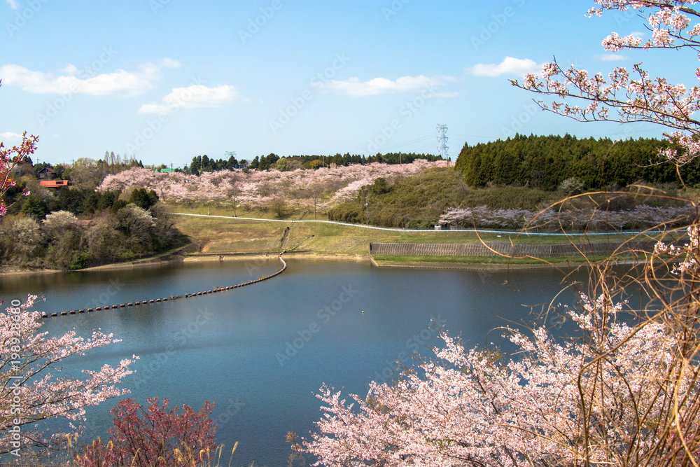 Cherry blossom of Nagara dam in Chiba prefecture