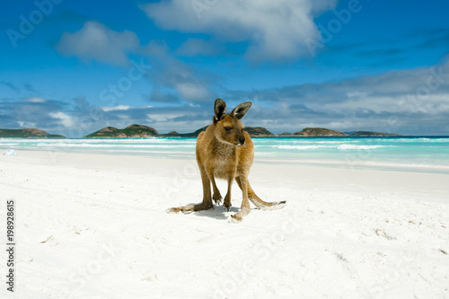 Kangaroo on Lucky Bay - Cape Le Grand National Park - Australia