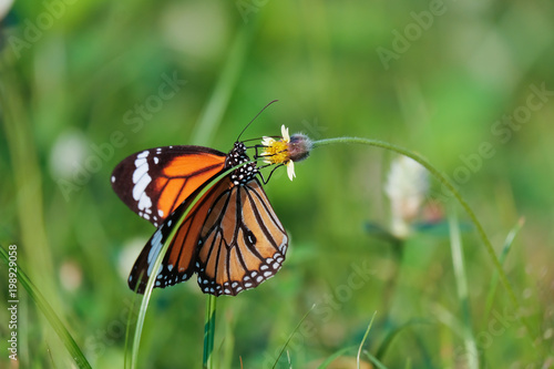 Butterfly in the meadow © beerphotographer