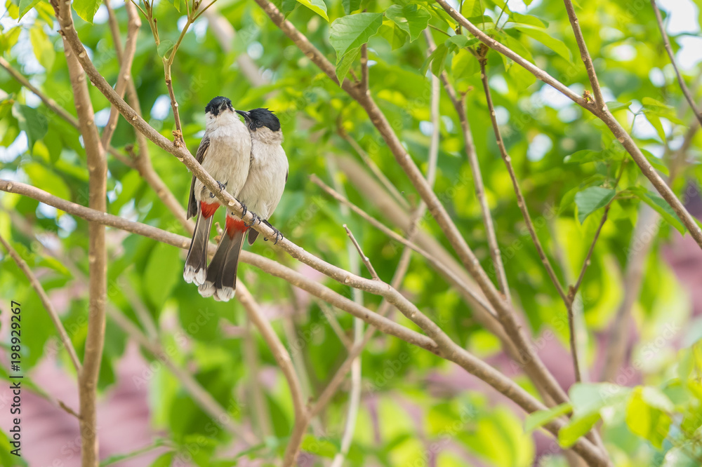 Fototapeta premium A pair of red-whiskered bulbuls are exchanging kiss and loving whisper on the tree.