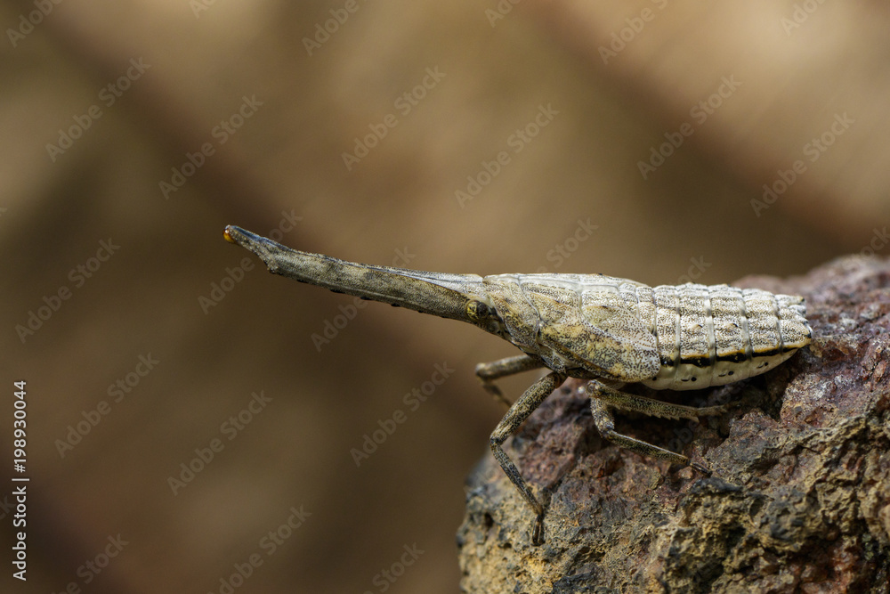 Image of lantern bug or zanna nobilis nymph on the branches on a natural background. Insect Animal. Image of lantern bug or zanna nobilis nymph on the branches on a natural background. Insect Animal.