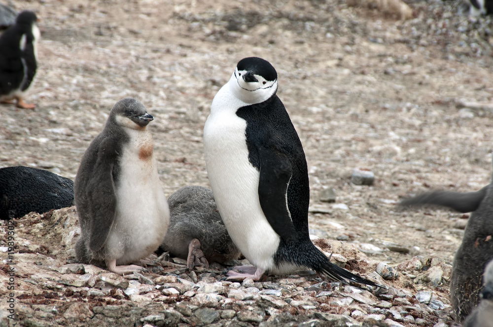 Fototapeta premium Livingston Island Antarctica, Adult chinstrap penguin with fledgling