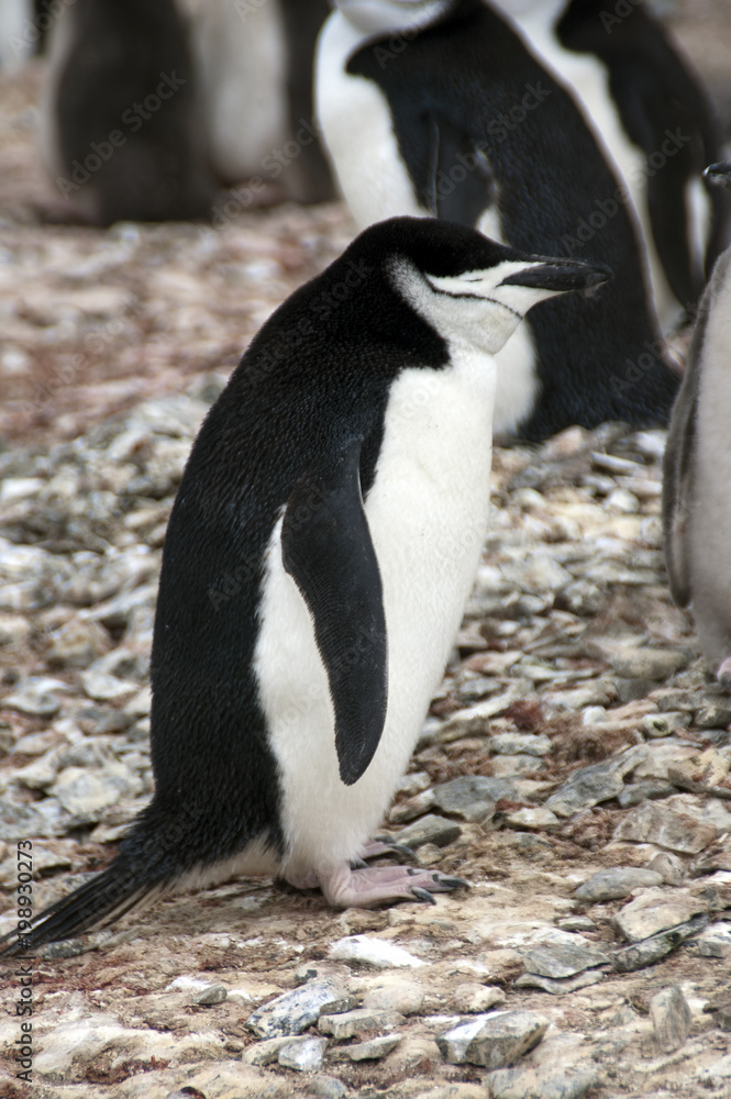 Obraz premium Livingston Island Antarctica, chinstrap penguin in profile