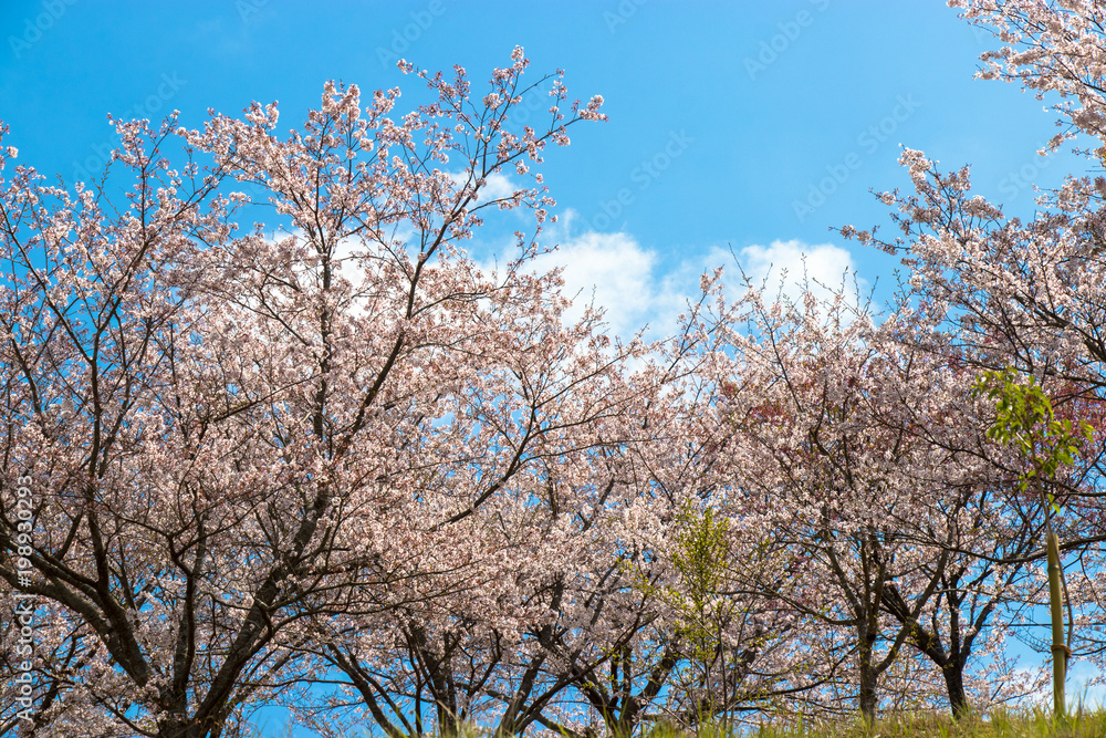Cherry blossom of Nagara dam in Chiba prefecture Cherry blossom of Nagara dam in Chiba prefecture