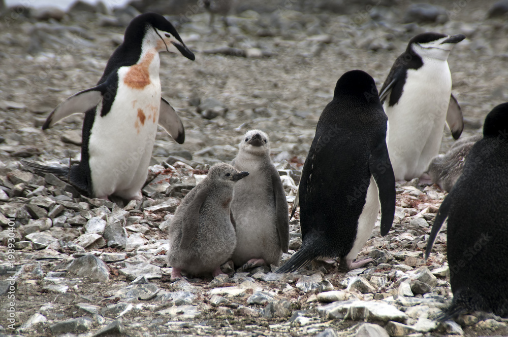 Obraz premium Livingston Island Antarctica, chinstrap penguins with chicks