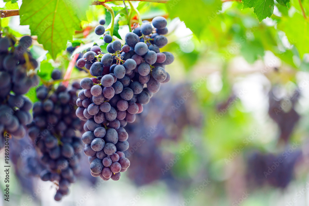 Close-up of bunches of ripe red wine grapes on vine