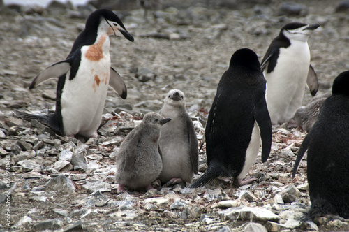 Livingston Island Antarctica, chinstrap penguins with chicks