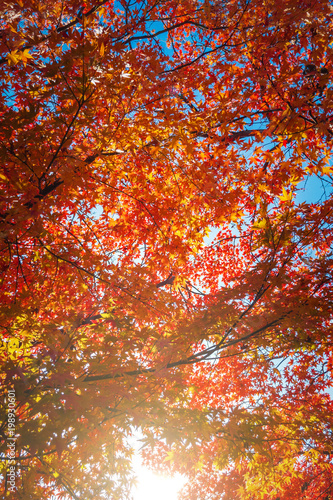 colorful red maple leaves on tree , Japanese garden