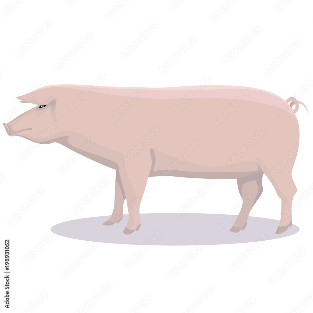 Landrace pig cartoon Landrace pig cartoon