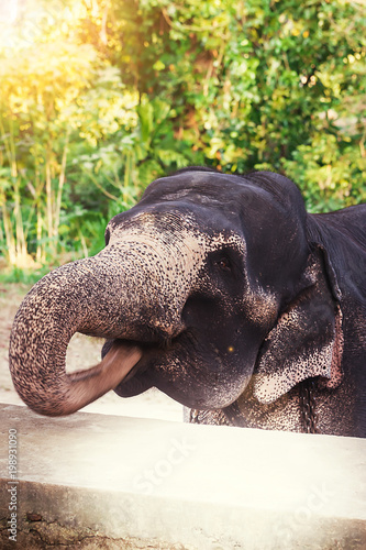 Close-up portrait of Elephant with